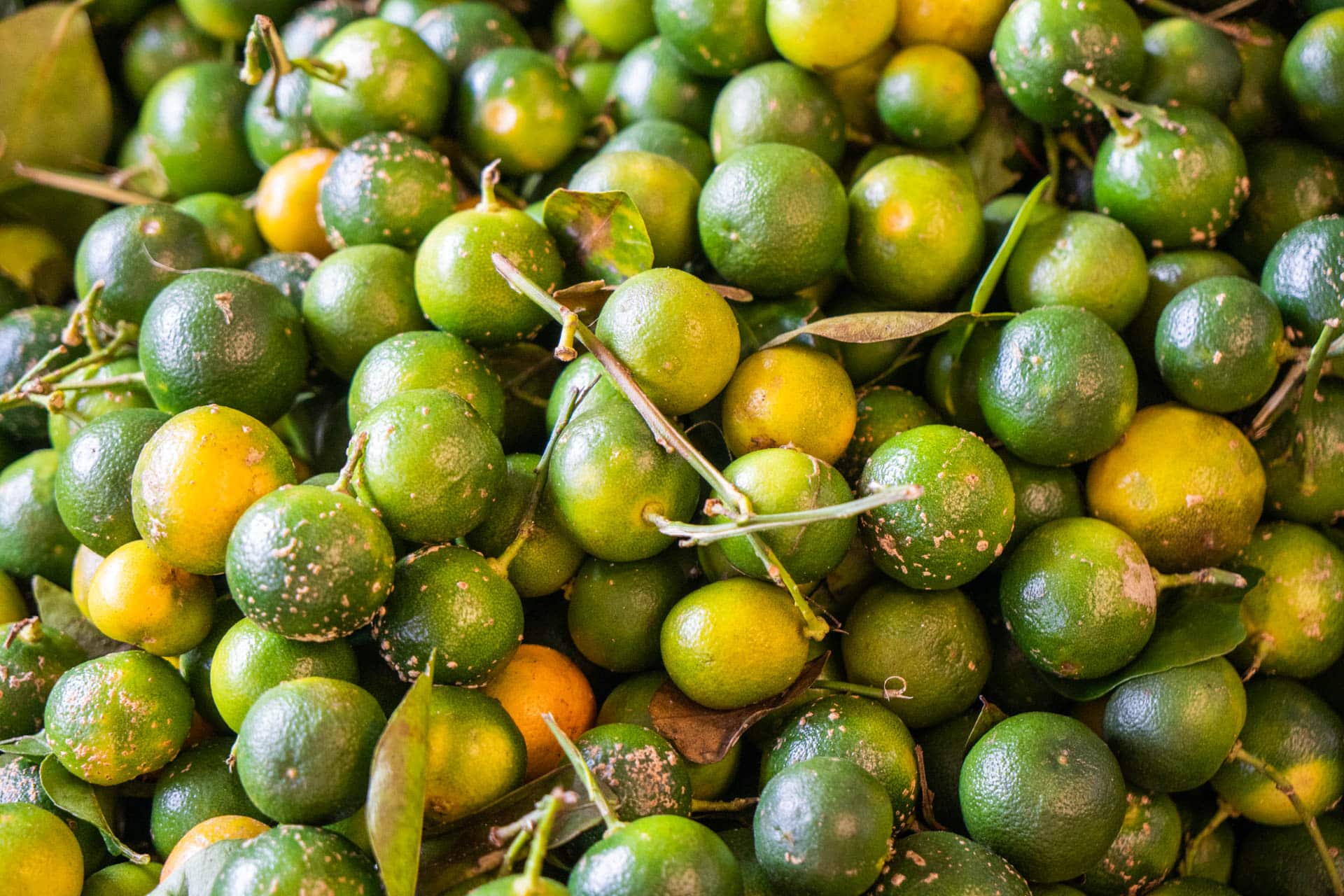 Grüne Mandarine aus Sri Lanka