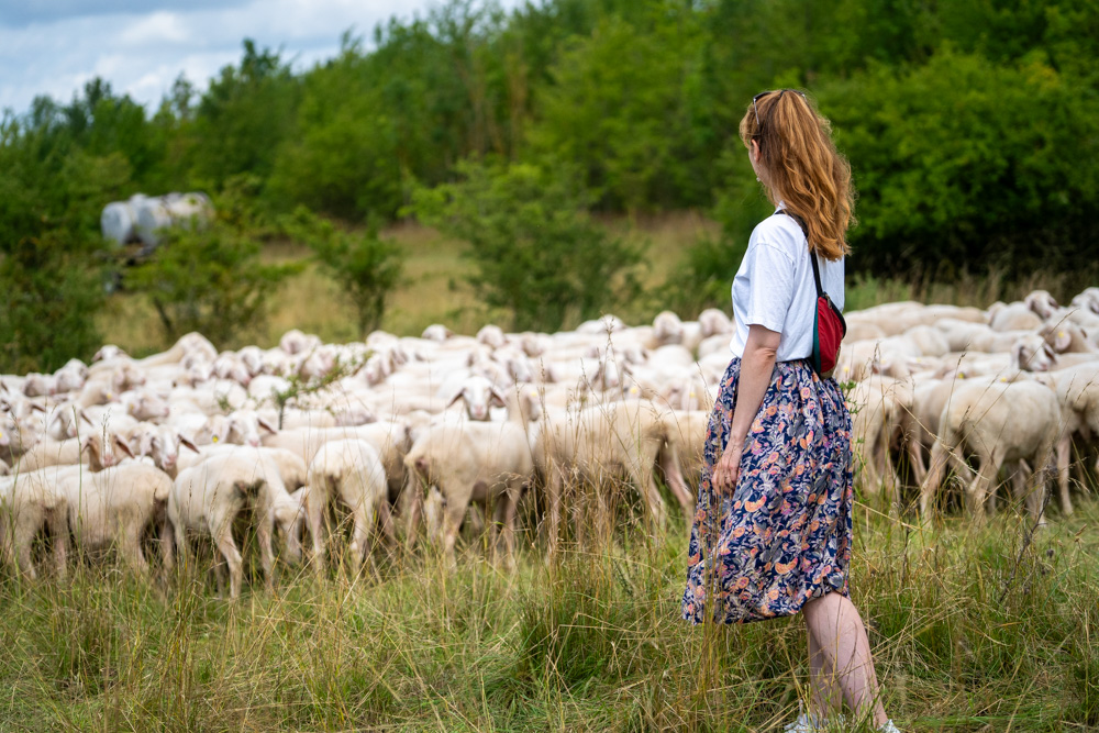 8 Gründe, warum es dem Naturschutz helfen kann, wenn du Lammfleisch isst